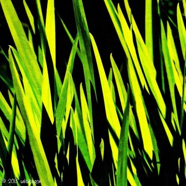Graphic green leaves