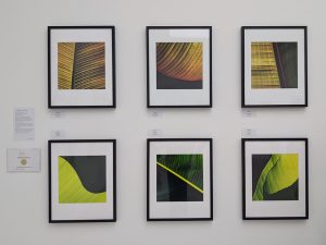 "Square Bananas" Photography Portfolio with RHS Silver-Gilt Medal 2026 at Saatchi Gallery
