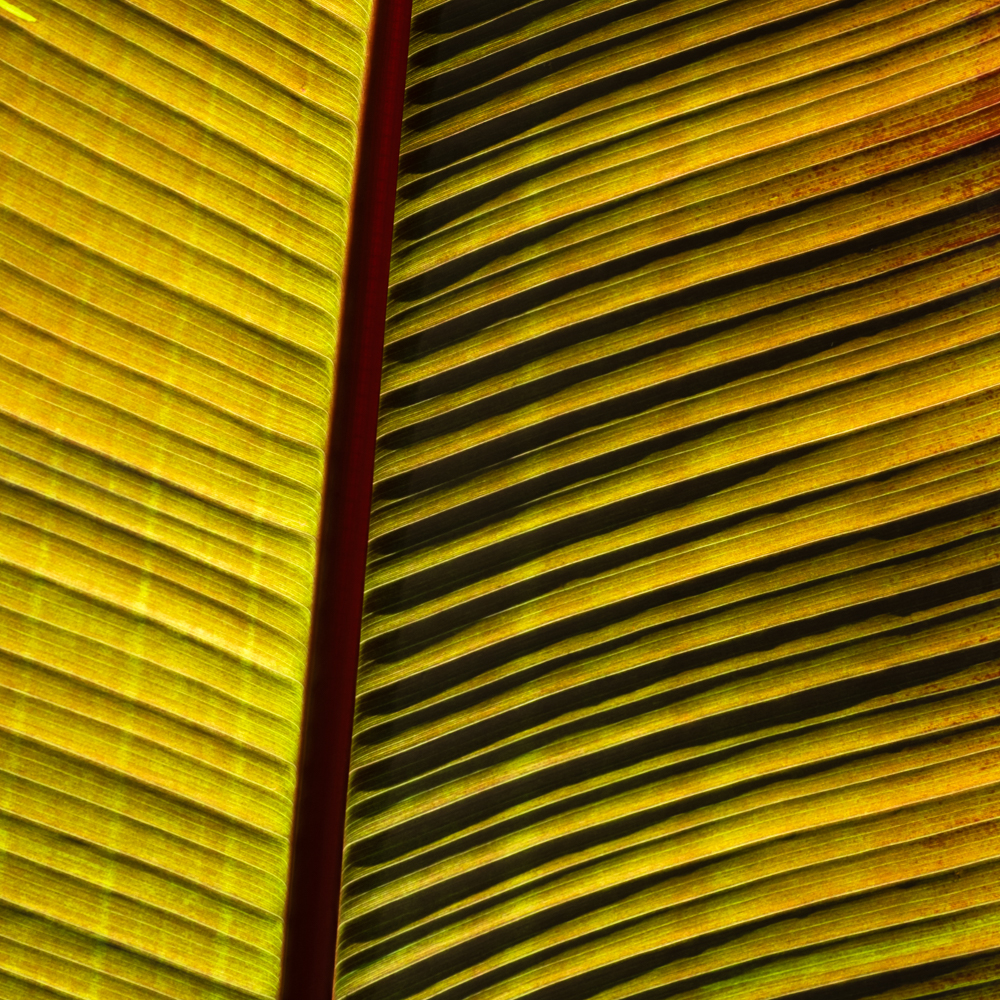 Image 1 of "Square Bananas" RHS Photography Portfolio