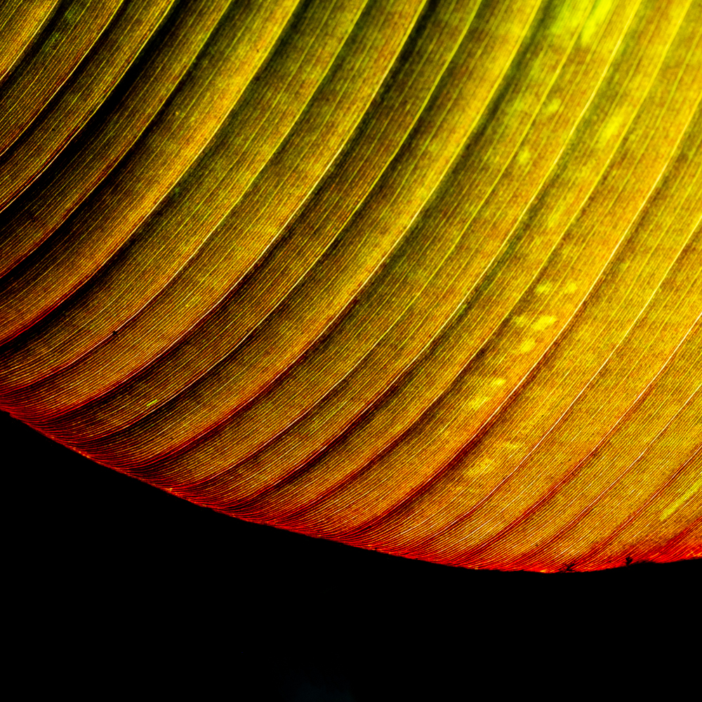 Image 2 of "Square Bananas" RHS Photography Portfolio