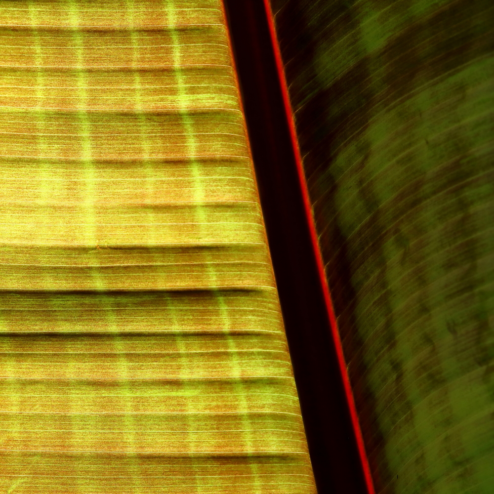 Image 3 of "Square Bananas" RHS Photography Portfolio