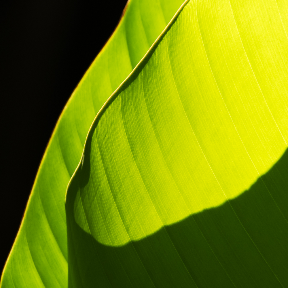 Image 6 of "Square Bananas" RHS Photography Portfolio