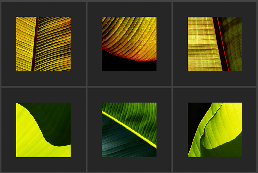 Square Bananas Photography Portfolio