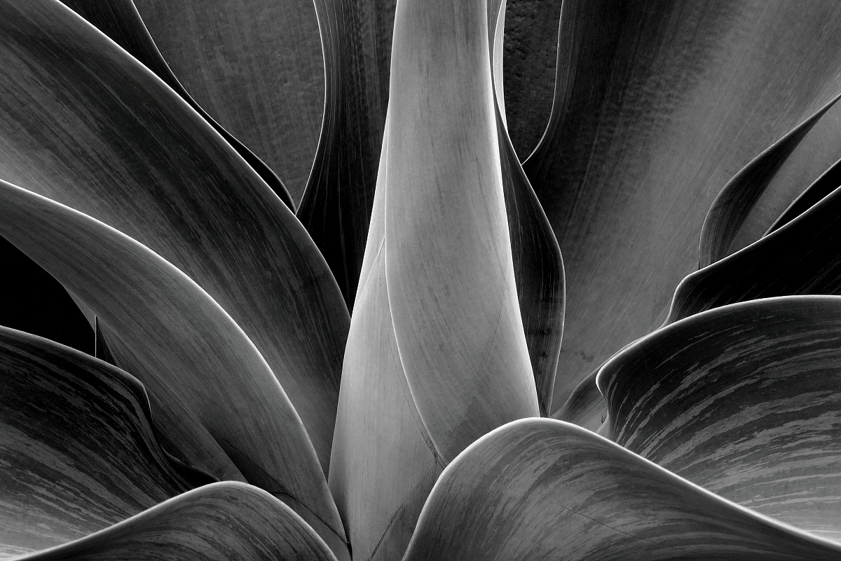 Exotic Edges - commended in Black & White photo project, IGPOTY17