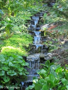 water garden in Trebah Garden, Cornwall